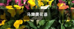 马蹄莲花语