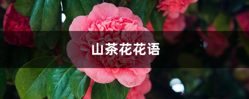 山茶花花语