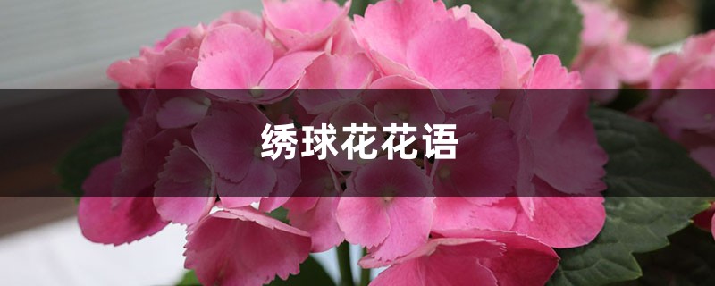 绣球花花语