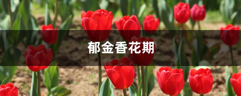 郁金香花期