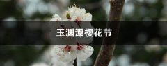 玉渊潭樱花节