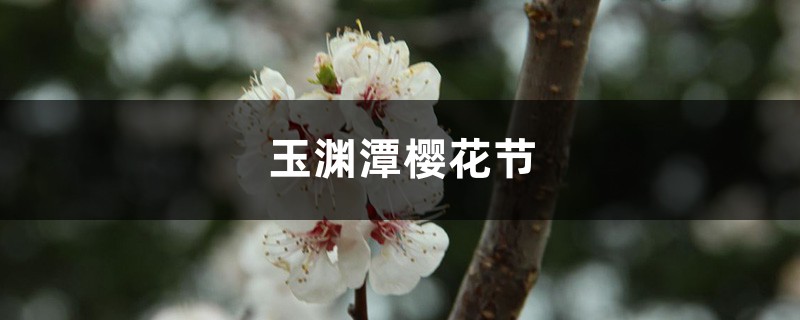 玉渊潭樱花节 玉渊潭樱花节