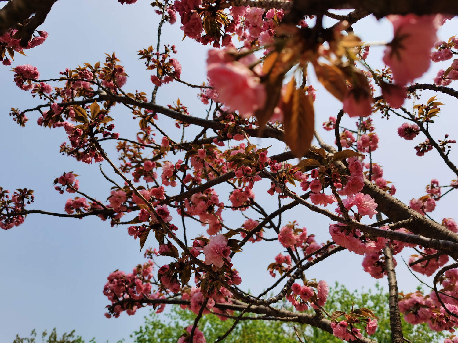 樱花