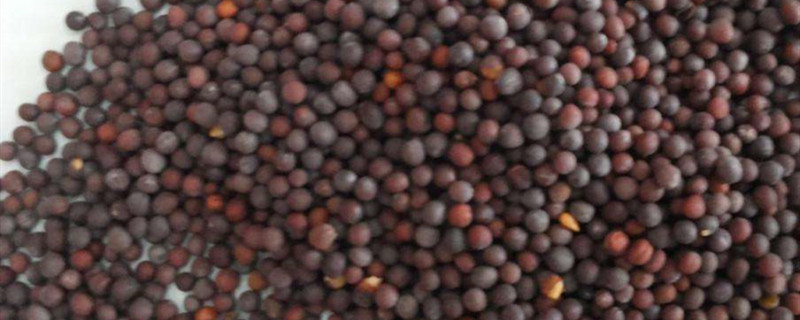 油菜籽出油率 油菜籽出油率
