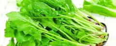 菠菜多少钱一斤