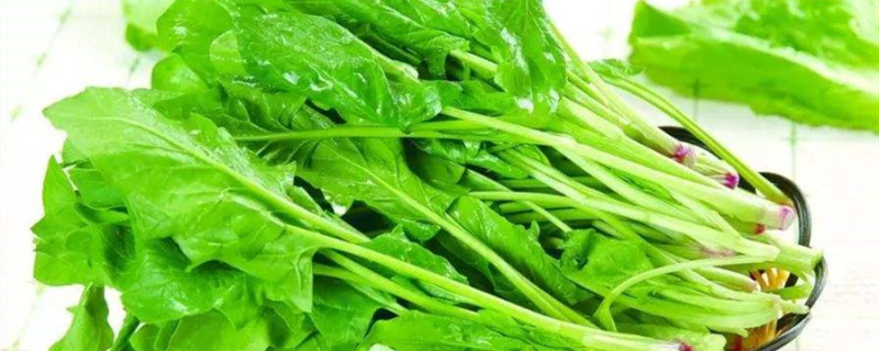菠菜多少钱一斤 菠菜多少钱一斤