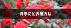 月季花的养殖方法，月季花栽培技术