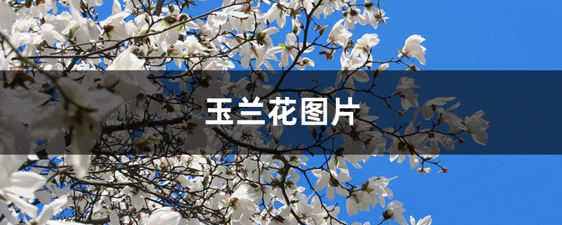 玉兰花图片(形态特征和养护方法简介) 玉兰花图片(形态特征和养护方法简介)