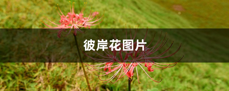 彼岸花图片(形态特征和养护方法简介) 彼岸花图片(形态特征和养护方法简介)