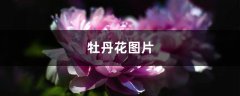 牡丹花图片（形态特征和养护方法简介）