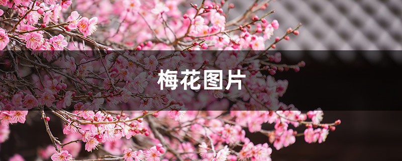 梅花图片(形态特征和养护方法简介) 梅花图片(形态特征和养护方法简介)