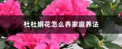 杜鹃花怎么养（家庭养法）