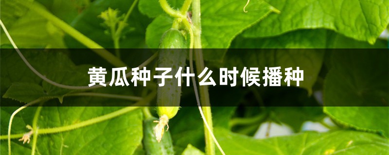 黄瓜种子什么时候播种 黄瓜种子什么时候播种
