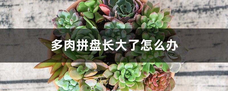 多肉拼盘长大了怎么办 多肉拼盘长大了怎么办