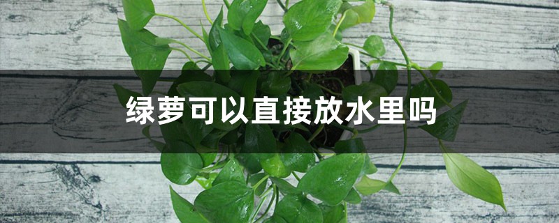 绿萝可以直接放水里吗 绿萝可以直接放水里吗