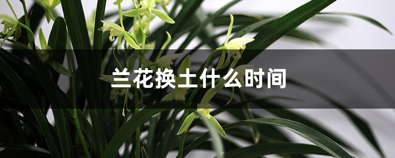 兰花什么时间换土 兰花什么时间换土
