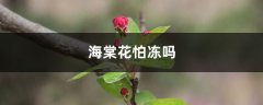 海棠花怕冻吗