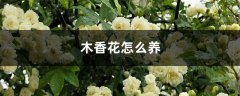 木香花怎么养