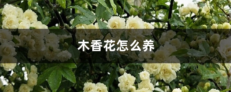 木香花怎么养