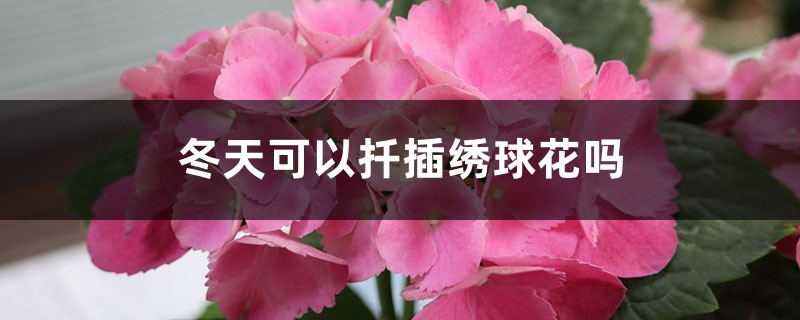 冬天可以扦插绣球花吗