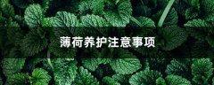 薄荷养护注意事项