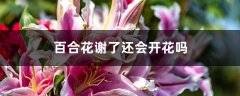 百合花谢了还会开花吗