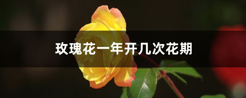 玫瑰花一年开几次花期