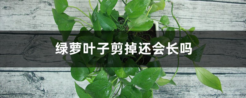 绿萝叶子剪掉还会长吗 绿萝叶子剪掉还会长吗