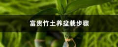富贵竹土养盆栽步骤