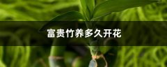 富贵竹养多久开花