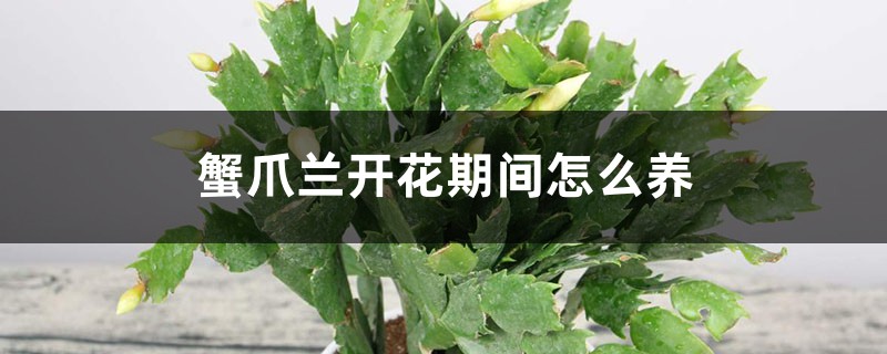 蟹爪兰开花期间怎么养