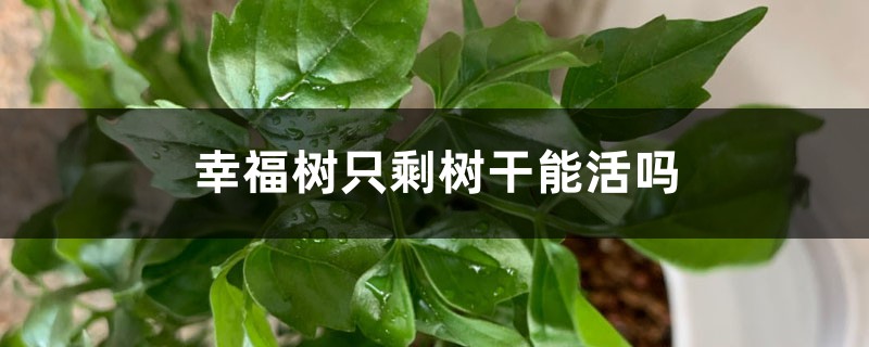 幸福树只剩树干能活吗 幸福树只剩树干能活吗
