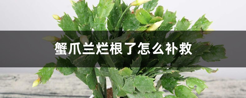 蟹爪兰烂根了怎么补救 蟹爪兰烂根了怎么补救