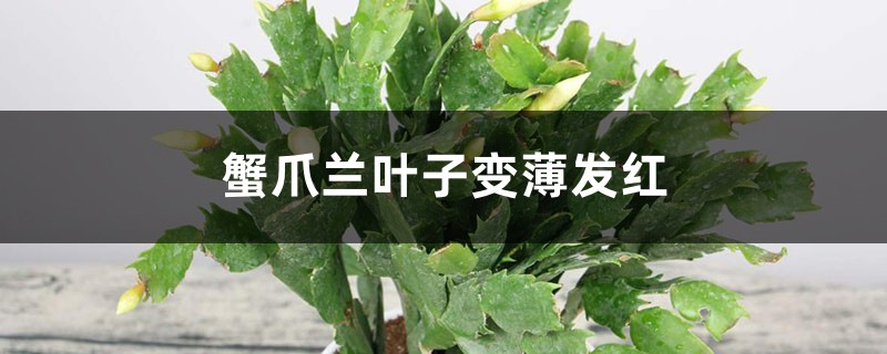 蟹爪兰叶子变薄发红怎么办 蟹爪兰叶子变薄发红怎么办