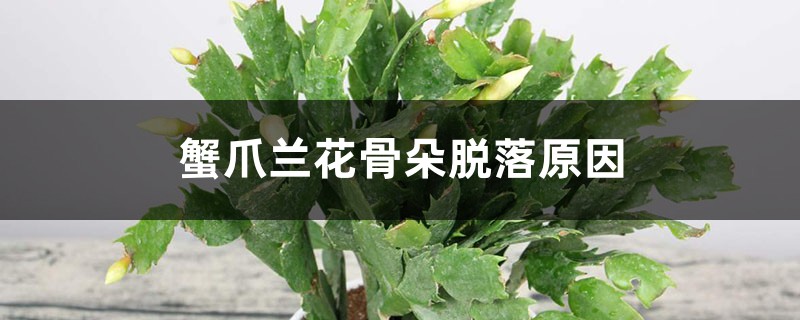 蟹爪兰花骨朵脱落原因是什么