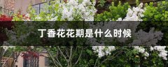 丁香花花期是什么时候