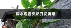 滴水观音突然开花寓意