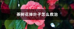 茶树花掉叶子怎么救治