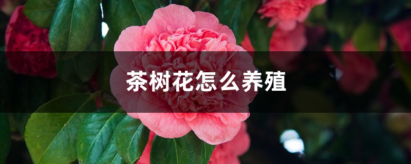 茶树花怎么养殖