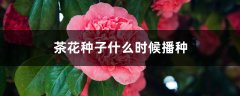 茶花种子什么时候播种