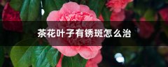 茶花叶子有锈斑怎么治