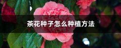 茶花种子怎么种植方法