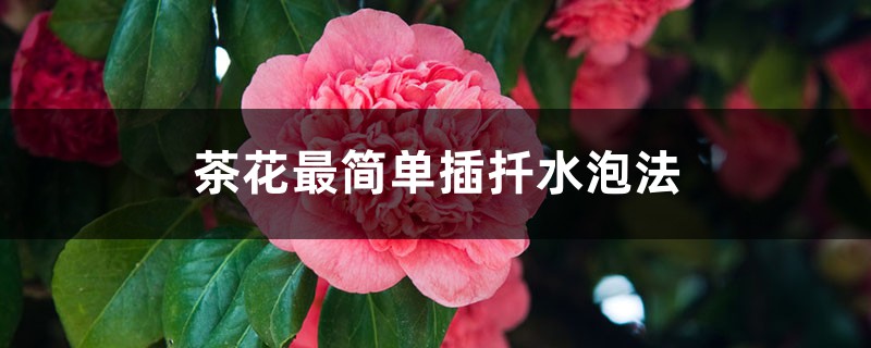 茶花最简单插扦水泡法 茶花最简单插扦水泡法