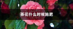 茶花什么时候施肥