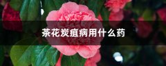 茶花炭疽病用什么药