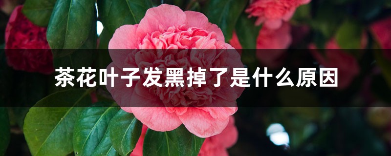 茶花叶子发黑掉了是什么原因 茶花叶子发黑掉了是什么原因
