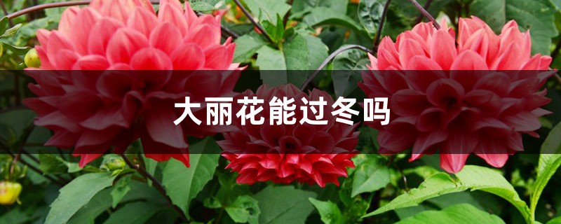大丽花能过冬吗 大丽花能过冬吗