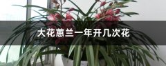 大花蕙兰一年开几次花