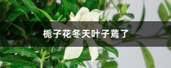 栀子花冬天叶子蔫了