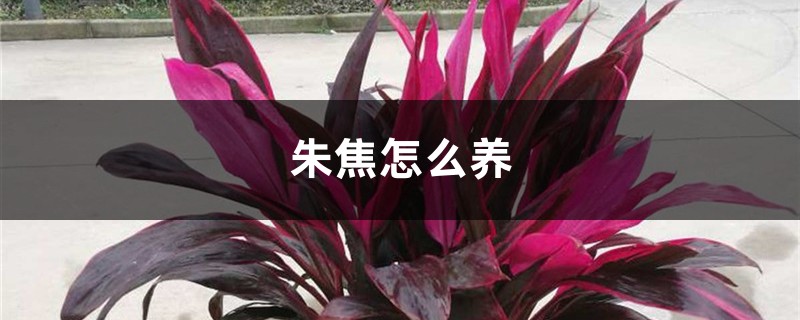 朱焦怎么养